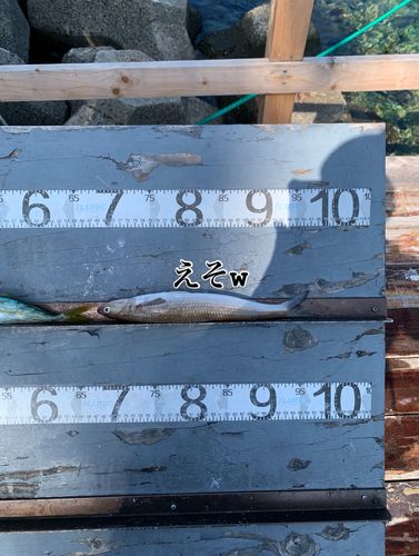 エソの釣果
