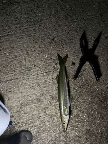 カマスの釣果