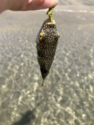 フグの釣果