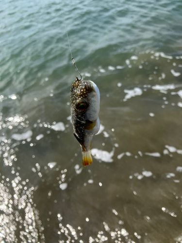 フグの釣果