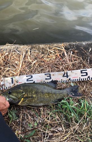 スモールマウスバスの釣果