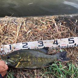 スモールマウスバス