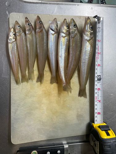 キスの釣果