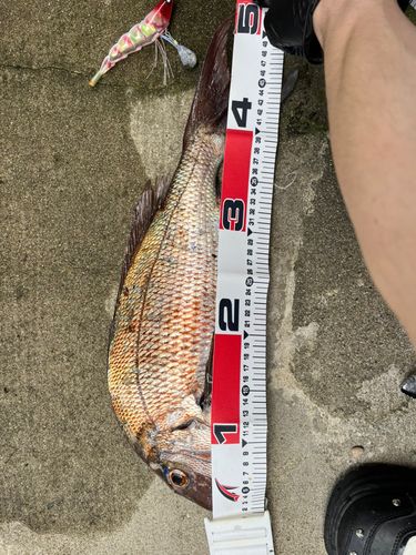 マダイの釣果