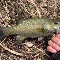 スモールマウスバス