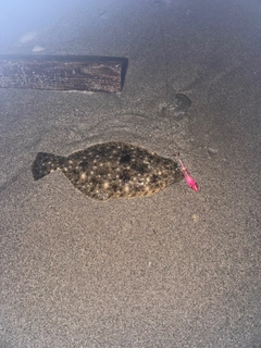 ヒラメの釣果