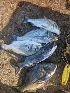 クロダイの釣果