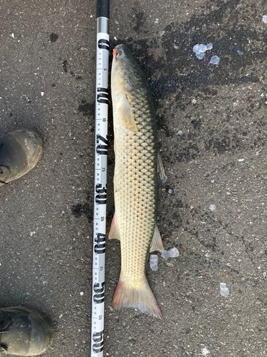 ボラの釣果