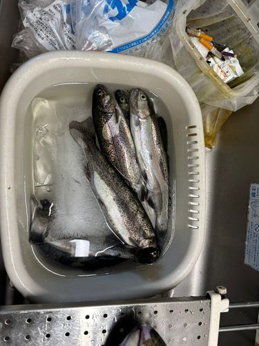 ニジマスの釣果