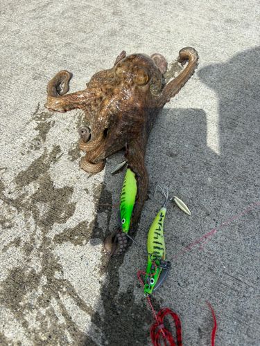 タコの釣果