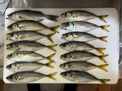 アジの釣果