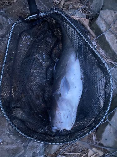 アメリカンキャットフィッシュ