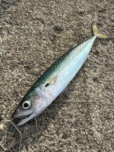 サバの釣果