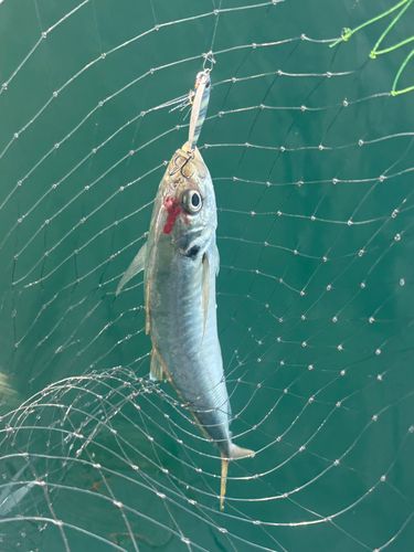 マルアジの釣果