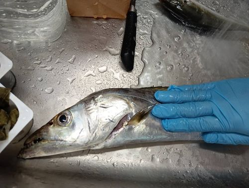 タチウオの釣果