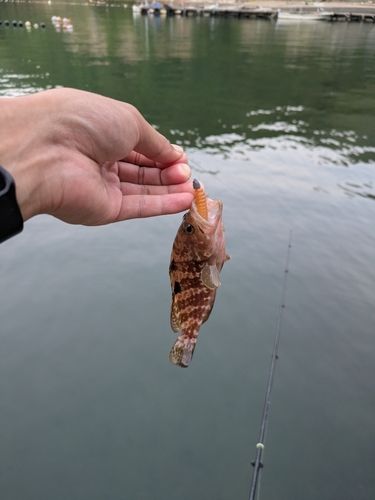 キジハタの釣果