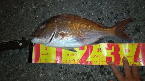 タイの釣果