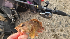 アラカブの釣果