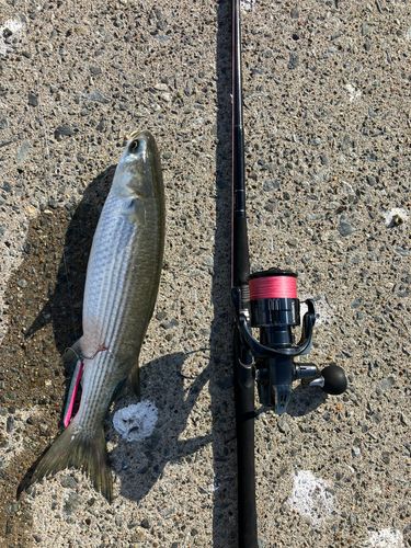 ボラの釣果