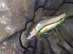 アユの釣果