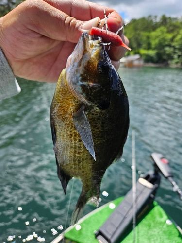 ブルーギルの釣果