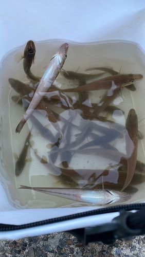 シロギスの釣果