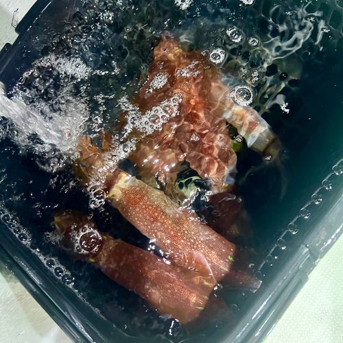 ケンサキイカの釣果