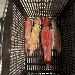 ケンサキイカの釣果