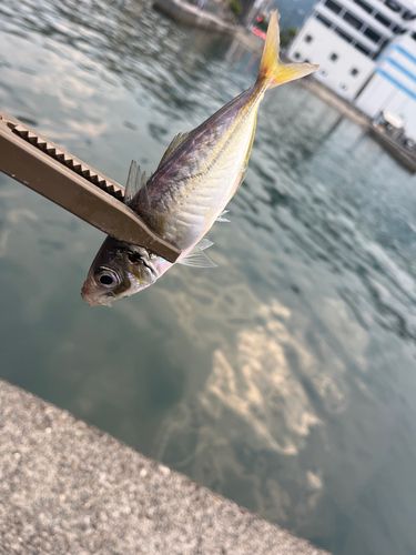 楠港