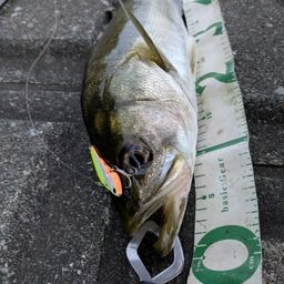 フッコ（マルスズキ）