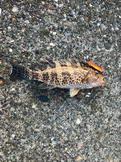 オオモンハタの釣果