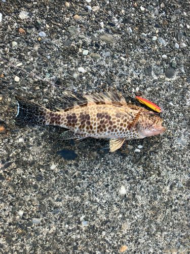 オオモンハタの釣果