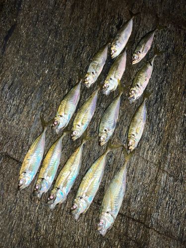 アジの釣果