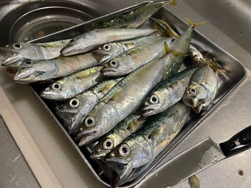 サバの釣果