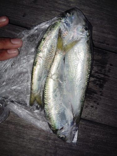 サッパの釣果