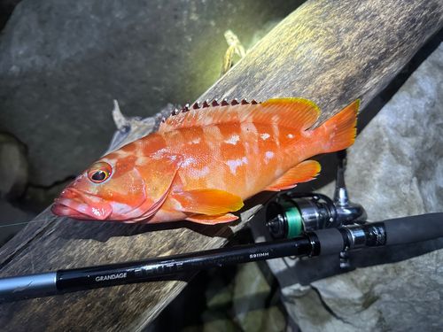 アカハタの釣果