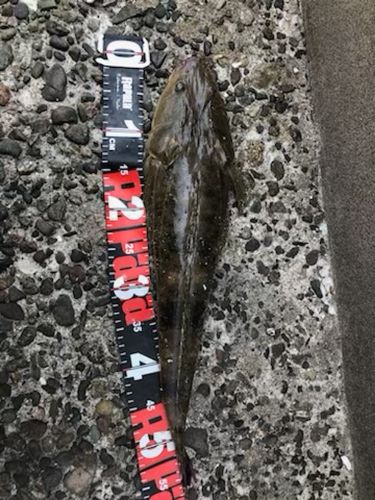 マゴチの釣果
