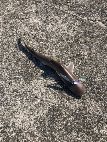 サメの釣果