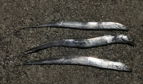タチウオの釣果