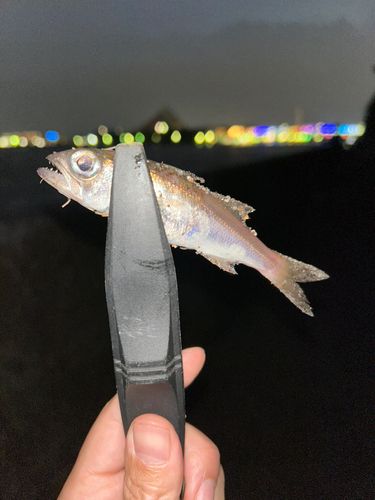 ムツ