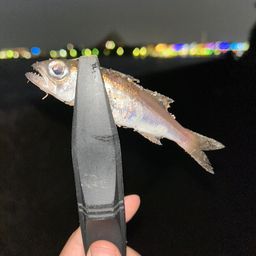 ムツ