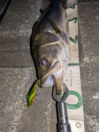 フッコ（マルスズキ）の釣果