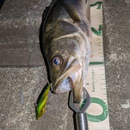 フッコ（マルスズキ）