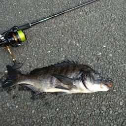 クロダイ