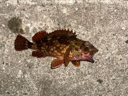 カサゴの釣果