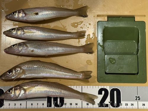 シロギスの釣果