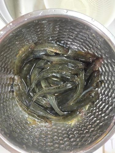 マハゼの釣果