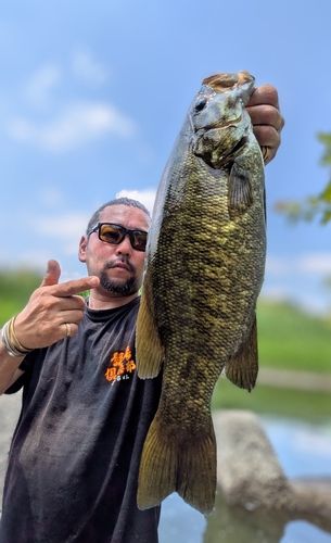 スモールマウスバスの釣果