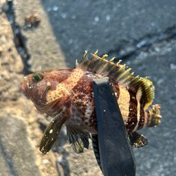 アオハタ