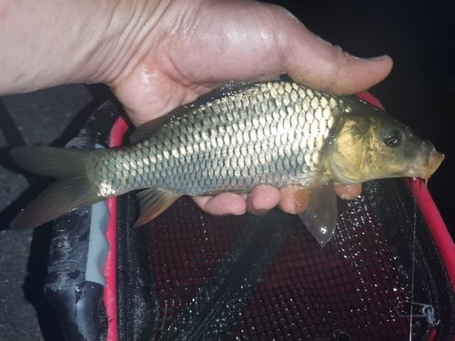 コイの釣果
